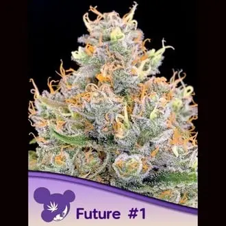 Future 1 cannabis seeds by Anesia Seeds