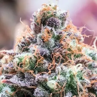 Future Island cannabis seeds by Anesia Seeds