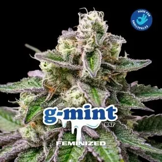 G-Mint cannabis seeds