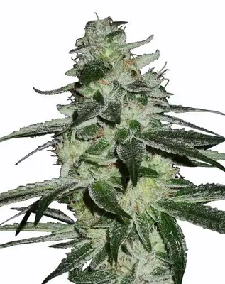 G13 Haze cannabis seeds