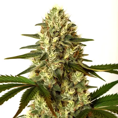 G13 x Nebula cannabis seeds by Blimburn Seeds