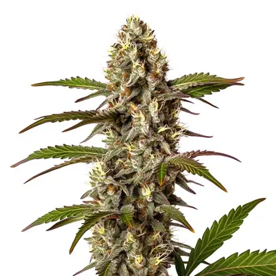 G13 x OG Kush cannabis seeds by Blimburn Seeds