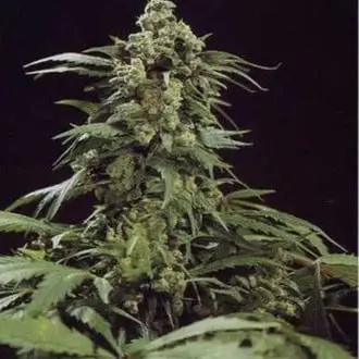 G13 x Skunk cannabis seeds by Mr. Nice