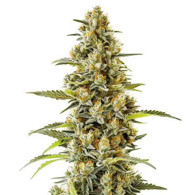 G13 cannabis seeds by Blimburn Seeds