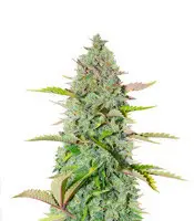 G14 cannabis seeds