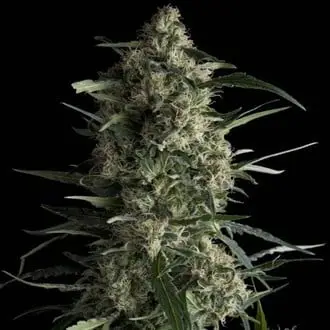 Galaxy cannabis seeds