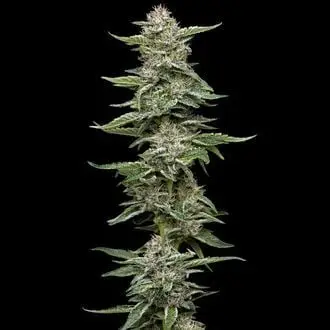 Garlic Budder cannabis seeds