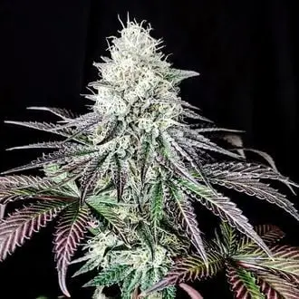 Garlic Cookies cannabis seeds by Pure Instinto