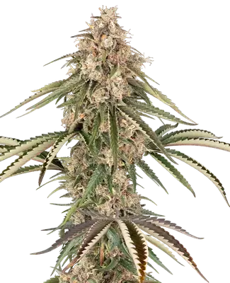 Garlic Gas cannabis seeds