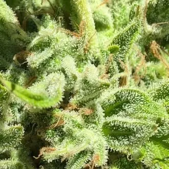 Garlic Haze cannabis seeds by Earth Witch Seeds