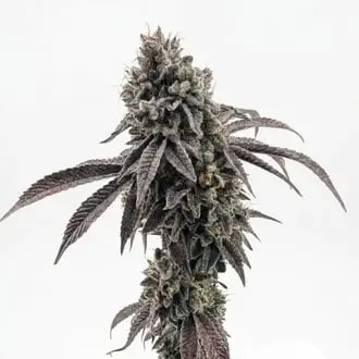 Garlic Mint Sherbet cannabis seeds