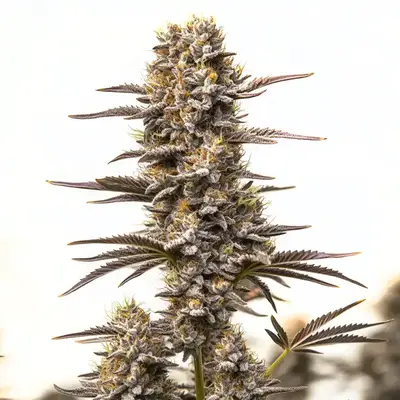 Gary Payton x Honey cannabis seeds