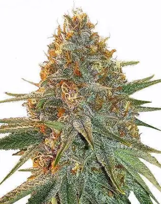 Gary Payton cannabis seeds