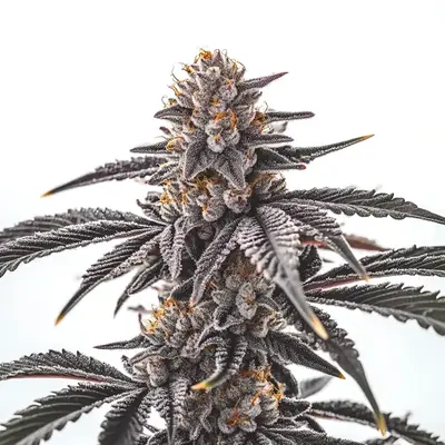 Gas Burzt cannabis seeds by Blimburn Seeds