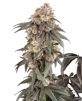 Gasoline Sherblato cannabis seeds