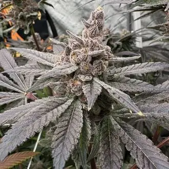 Gasserole cannabis seeds by Solfire Gardens
