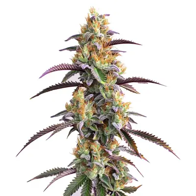 Gator Breath cannabis seeds