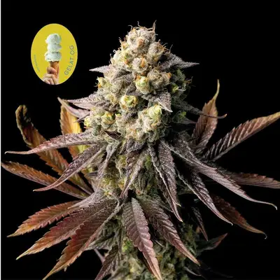 Gelat.OG cannabis seeds