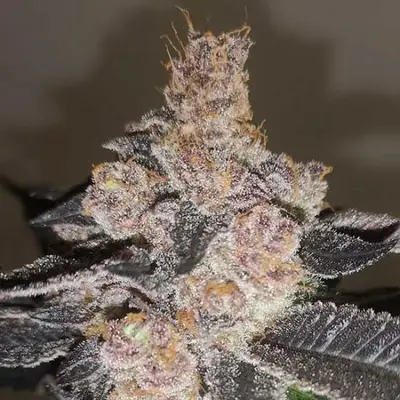 Gelato 242 cannabis seeds