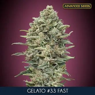 Gelato 33 Fast cannabis seeds