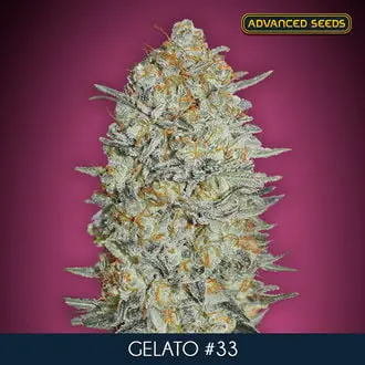 Gelato 33 cannabis seeds