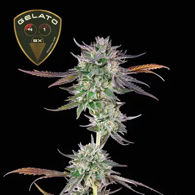 Gelato 41 BX cannabis seeds
