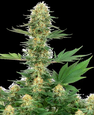 Gelato #420 cannabis seeds