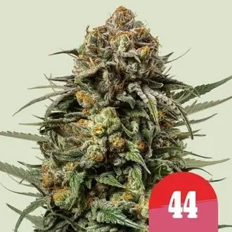 Gelato 44 cannabis seeds by Royal Queen Seeds