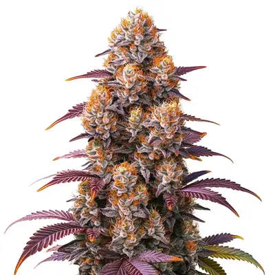 Gelato 45 cannabis seeds by Blimburn Seeds