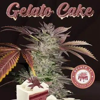 Gelato Cake cannabis seeds