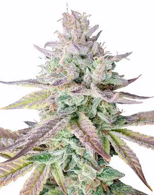 Gelato Fast Flowering cannabis seeds