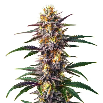 Gelato Fast Version cannabis seeds