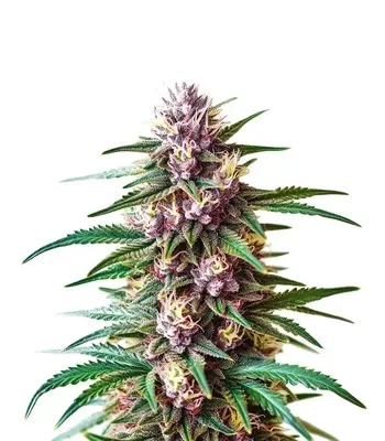 Gelato Fast cannabis seeds