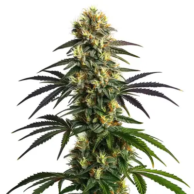 Gelato FBV cannabis seeds by Blimburn Seeds