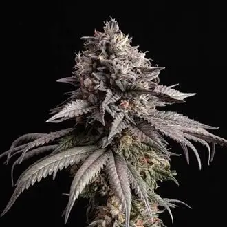 Gelato-K cannabis seeds