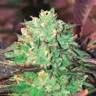 Gelato Royal cannabis seeds by The Kush Brothers