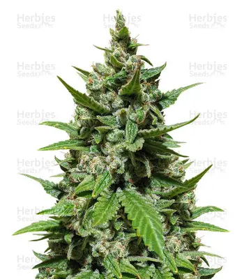 Gelato Seeds From Herbies cannabis seeds