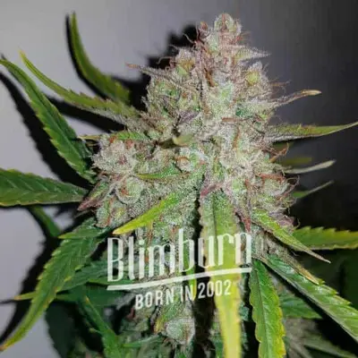 Gelato x Face OFF cannabis seeds by Blimburn Seeds