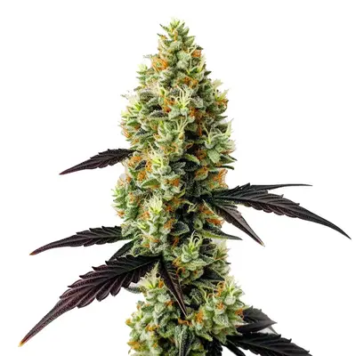 Gelato x Girl Scout Cookies cannabis seeds