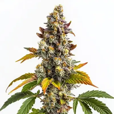 Gelato x Gorilla cannabis seeds