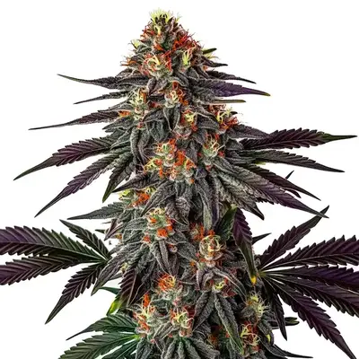 Gelato x Honey Drop cannabis seeds