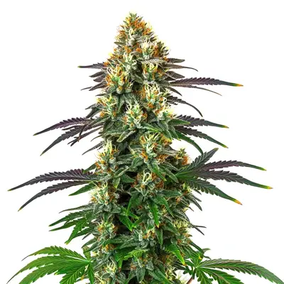 Gelato x Kosher Kush cannabis seeds