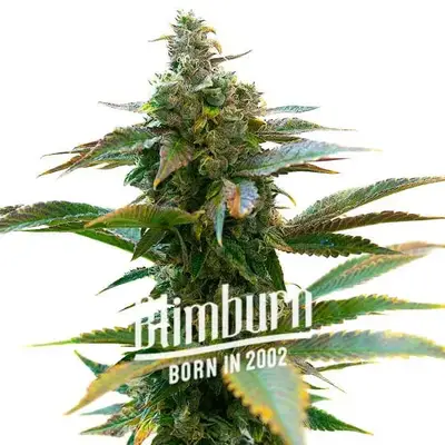 Gelato x London Pound Cake cannabis seeds