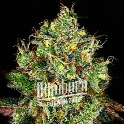 Gelato x Rosetta Stone cannabis seeds by Blimburn Seeds