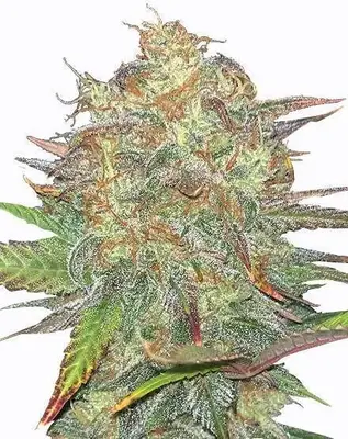 Gelato cannabis seeds