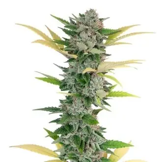 Gello Z cannabis seeds by Growers Choice
