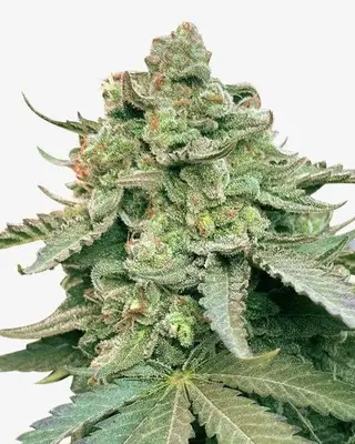 Gelonade cannabis seeds