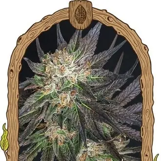 Georgia Cream cannabis seeds