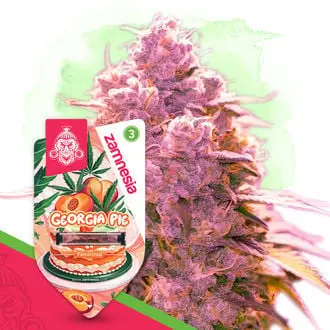 Georgia Pie cannabis seeds by Zamnesia Seeds