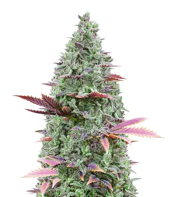 GG#4 Original Glue Fast Version cannabis seeds
